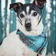 Frayed Buffalo Blue Plaid Dog Bandana by Scamps