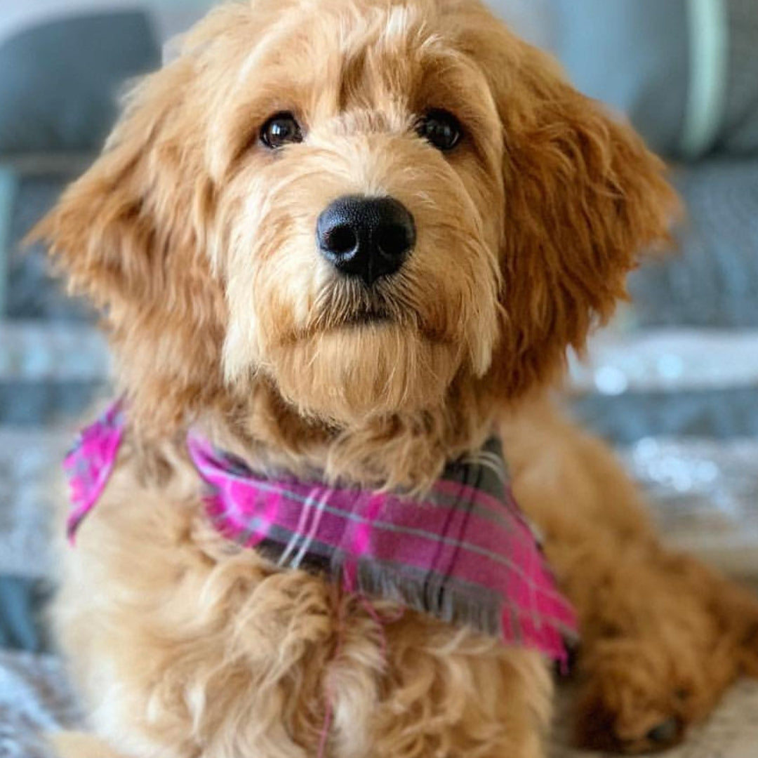 Frayed Buffalo Pink Plaid Dog Bandana by Scamps