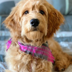 Frayed Buffalo Pink Plaid Dog Bandana by Scamps