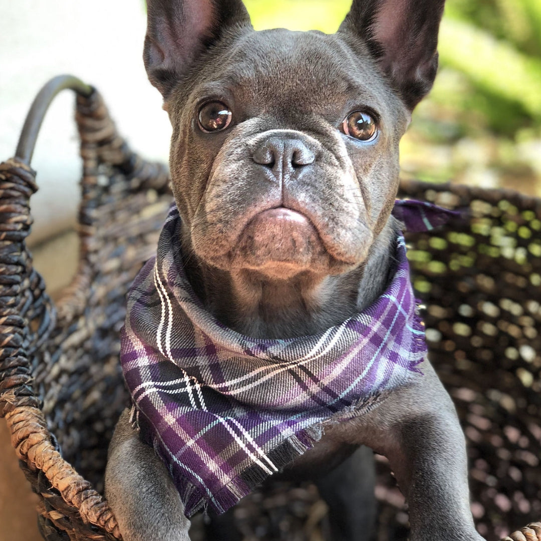 Frayed Buffalo Purple Plaid Dog Bandana by Scamps