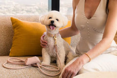 FuzzYard Life Atelier Dog Collar - Blush Pink