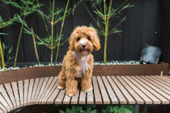 FuzzYard Life Corduroy Harness - Soft Blush