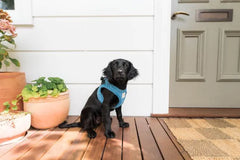 FuzzYard Life Corduroy Step-In Dog Harness In French Blue