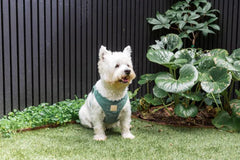 FuzzYard Life Corduroy Step-In Dog Harness In Myrtle Green