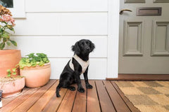 FuzzYard Life Corduroy Step-In Dog Harness In Sandstone