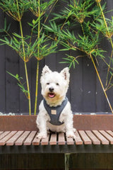FuzzYard Life Corduroy Step-In Dog Harness In Slate Grey