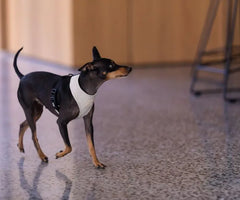 FuzzYard Life Cotton Harness - Sandstone