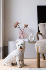 Fuzzyard Life Corduroy Jacket - Sandstone