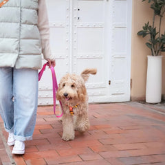 Gradient Yellow Dog Harness Bowl and Bone