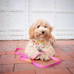Gradient Yellow Dog Harness Bowl and Bone