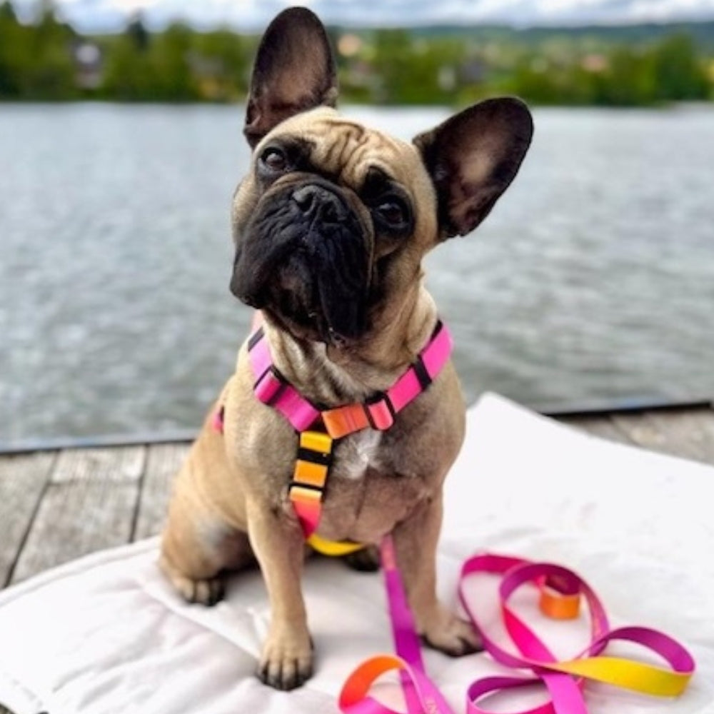 Gradient Yellow Dog Harness Bowl and Bone