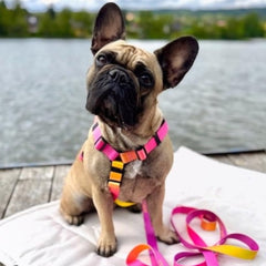 Gradient Yellow Dog Harness Bowl and Bone