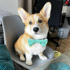 Green Gingham Dog Bow Tie
