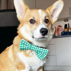 Green Gingham Dog Bow Tie