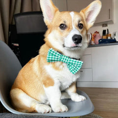 Green Gingham Dog Bow Tie