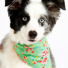 Green Vintage Dog Bandana