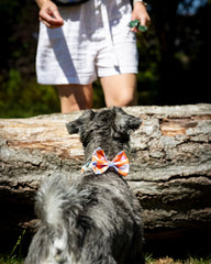 Magical Mushrooms Dog Bow Tie by Hiro And Wolf