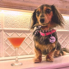 Hot Pink Biothane Vegan Dog Collar