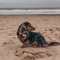 Hot Pink Biothane Vegan Dog Collar