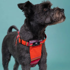 Inca Orange Dog Harness by Hiro and Wolf
