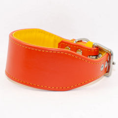 Padded Leather Greyhound Collar by Petiquette