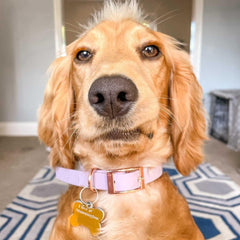 Lavender Biothane Vegan Dog Collar