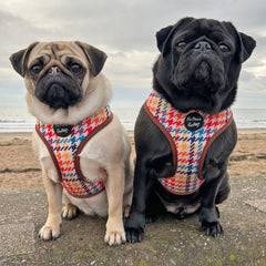 Lionheart Houndstooth Dog Harness