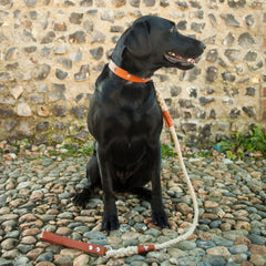 Master Ropemakers X Creature Clothes Leather Handled Rope Dog Lead