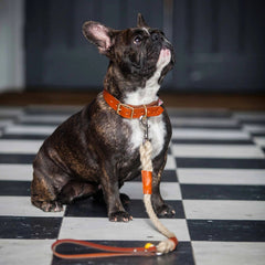 Master Ropemakers X Creature Clothes Leather Handled Rope Dog Lead