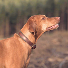 Morston Padded Leather Dog Collar - Olive