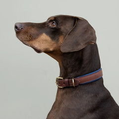Morston Padded Leather Dog Collar - Navy
