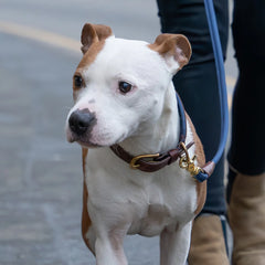 Morston Padded Leather Dog Collar - Navy