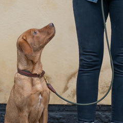 Morston Rolled Leather Dog Lead - Olive