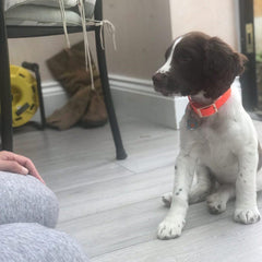 Orange Biothane Vegan Dog Collar