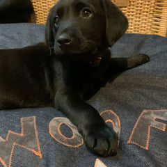 Creature Clothes Denim With Grey Woof Dog Bed
