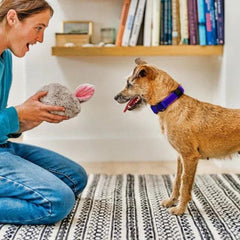 P.L.A.Y Forest Friends - Baxter the Bunny Dog Toy