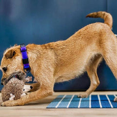 P.L.A.Y Forest Friends - Hamilton the Hedgehog Dog Toy