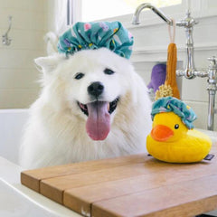 P.L.A.Y Splish Splash - Shower Quack Dog Toy