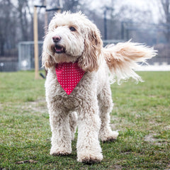 Creature Clothes Slip On Bandana Red Polkadot