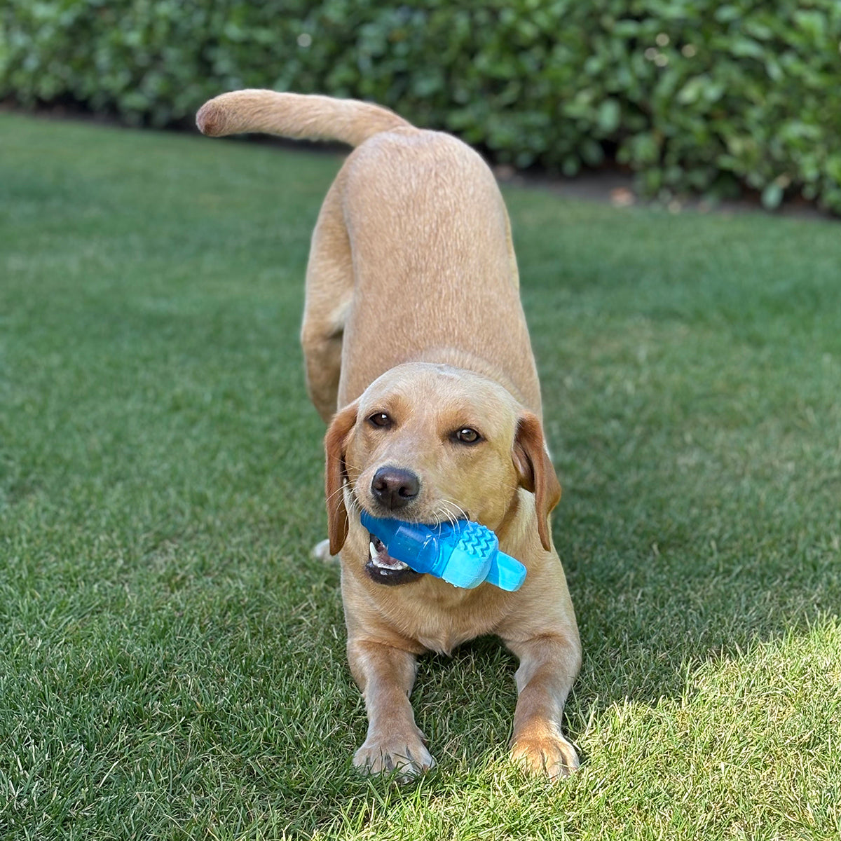 Pet Cooling Ice Lolly Toy