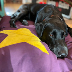 Plum Star Dog Bed
