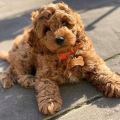 Red Biothane Vegan Dog Collar