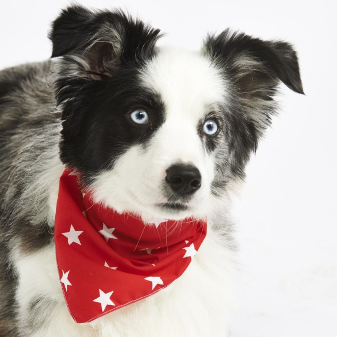 Red Star Dog Bandana