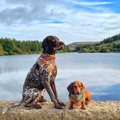 Sage Dots Muslin Dog Bandana