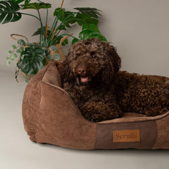 Scruffs Chester Box Bed Chocolate