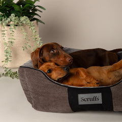 Scruffs Chester Box Bed Graphite