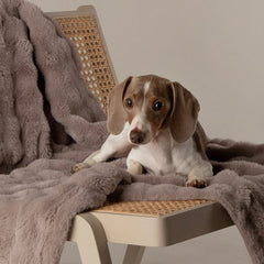 Scruffs Cloud My First Round Puppy Bed & Blanket Set - Grey