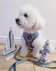 Shipwrecked Nautical Dog Harness