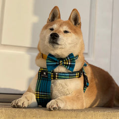 Hiro And Wolf Shuka Blue Dog Bow Tie