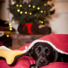 Snuggle Unders for Creature Clothes Dog Beds